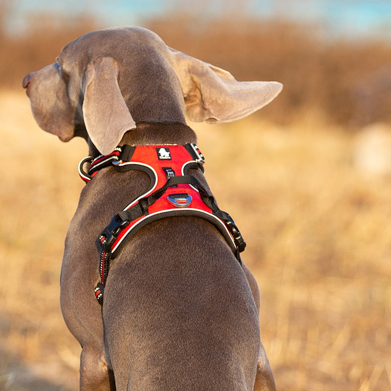 Dog Harness